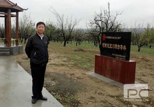 岳平安董事長(zhǎng)帶團(tuán)考察靈寶市寶川塬古棗林